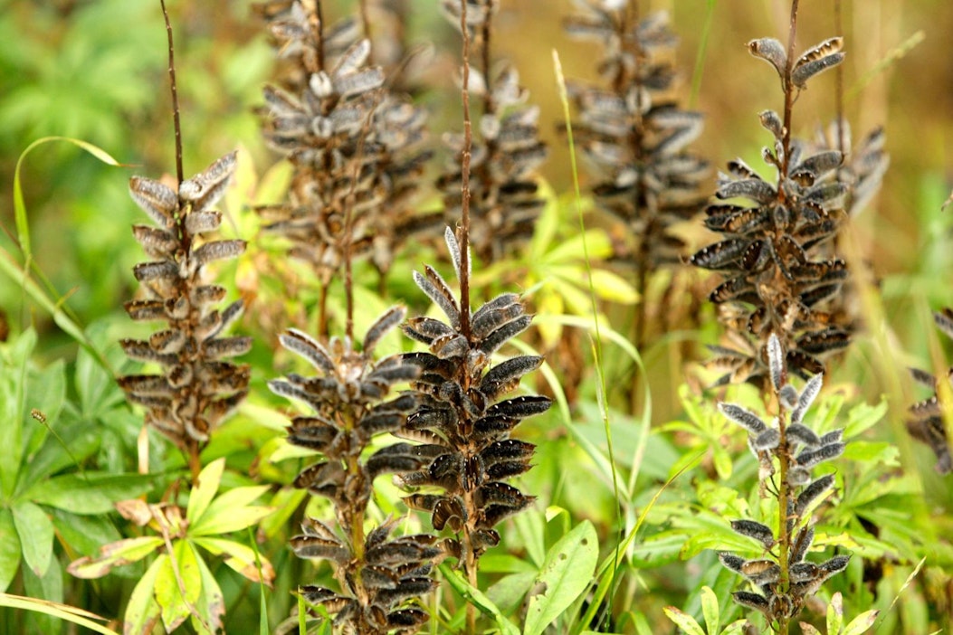 Lupiini siementää erittäin tehokkaasti.