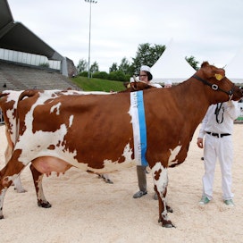 Farmari-näyttelyssä pidetään yleensä myös karjanäyttelyitä. Arkistokuva vuoden 2015 näyttelystä.