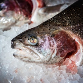 Kasvatetun kalan omavaraisuusaste on kaukana monen luulemasta 60 prosentista.