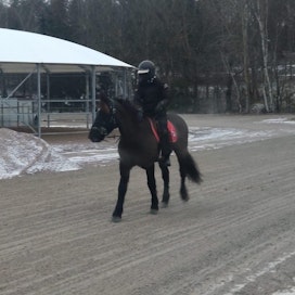 Vermon tuore uusi hevonen Gomnes Birk jaloittelemassa ensimmäistä kertaa Suomessa Kiia Tapanin kanssa.