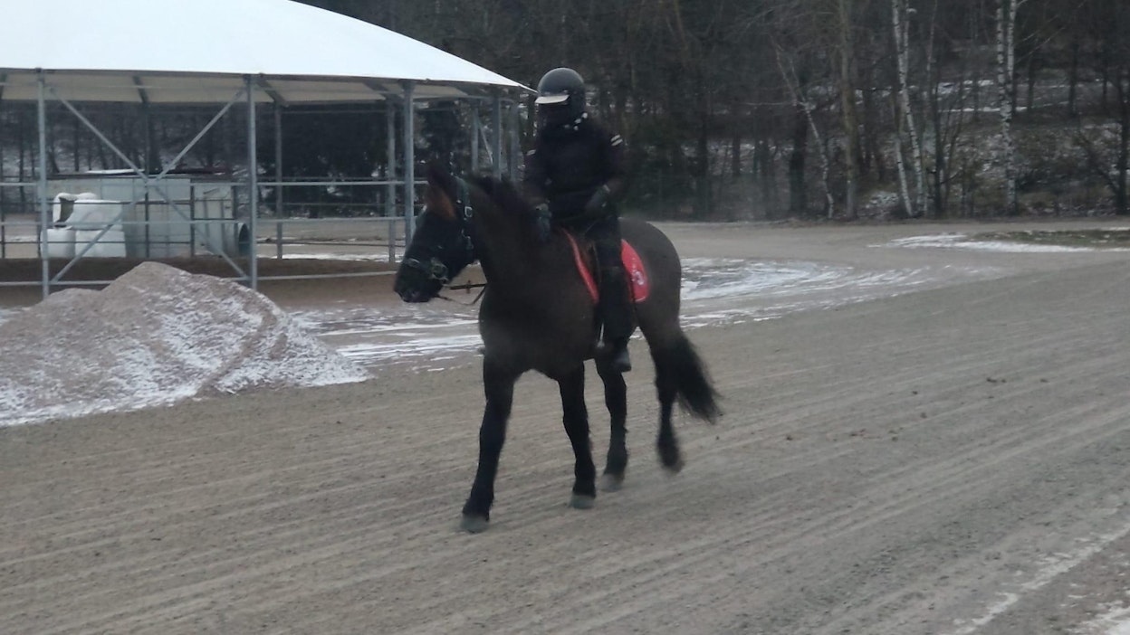 Vermon tuore uusi hevonen Gomnes Birk jaloittelemassa ensimmäistä kertaa Suomessa Kiia Tapanin kanssa.