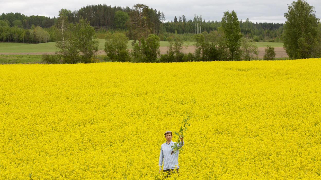 Juuso Joonalla viljelyn ohjenuorana on: ”Kaikki mitä pelloilla tehdään, pitää parantaa pellon kasvukuntoa.” Syysrypsi kukki tilan pelloilla touko-kesäkuun vaihteessa.
