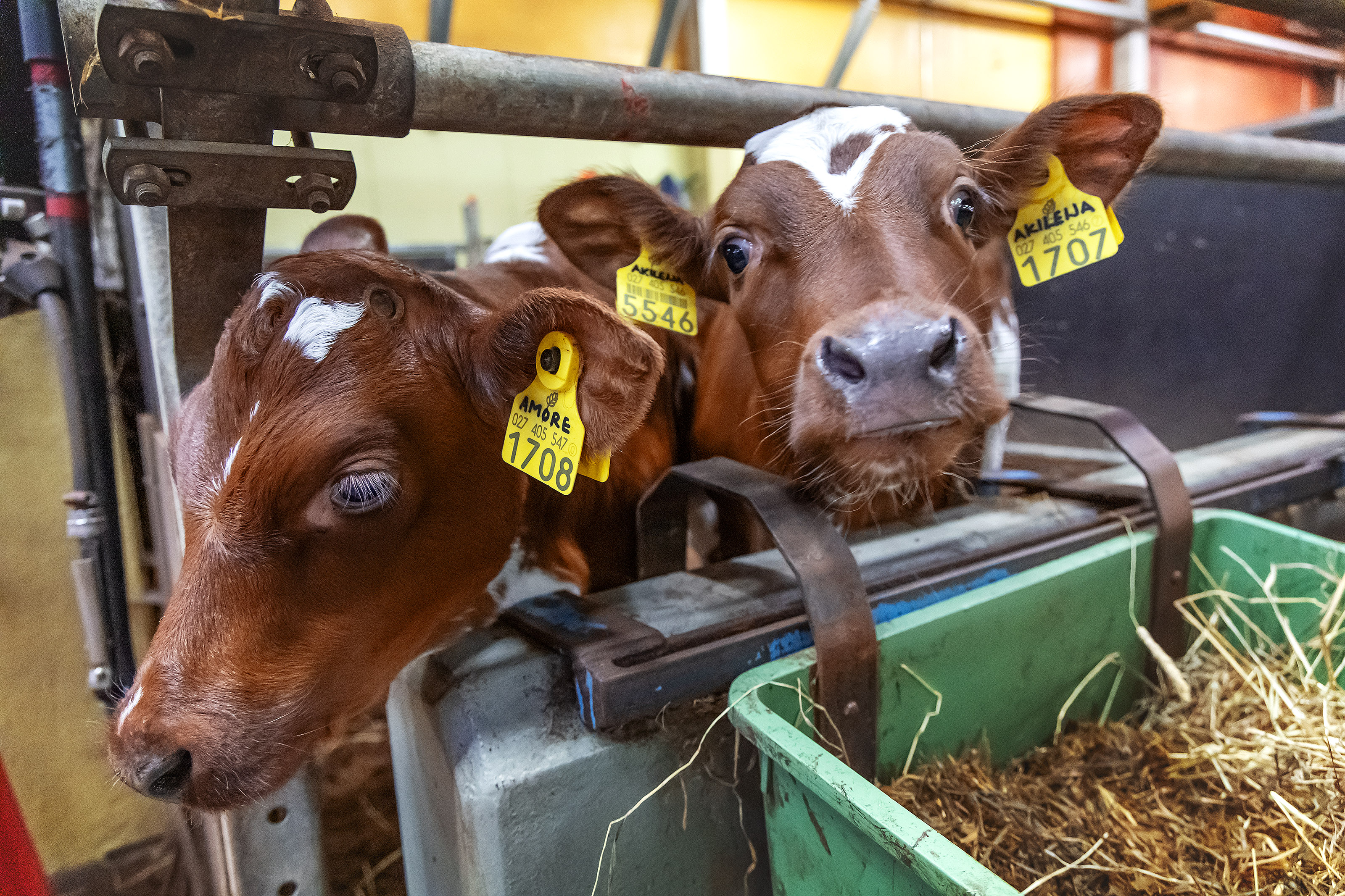 Amore ja Akileija ovat ihan oikeita vasikoita Luken nykyisessä navetassa Jokioisilla. 