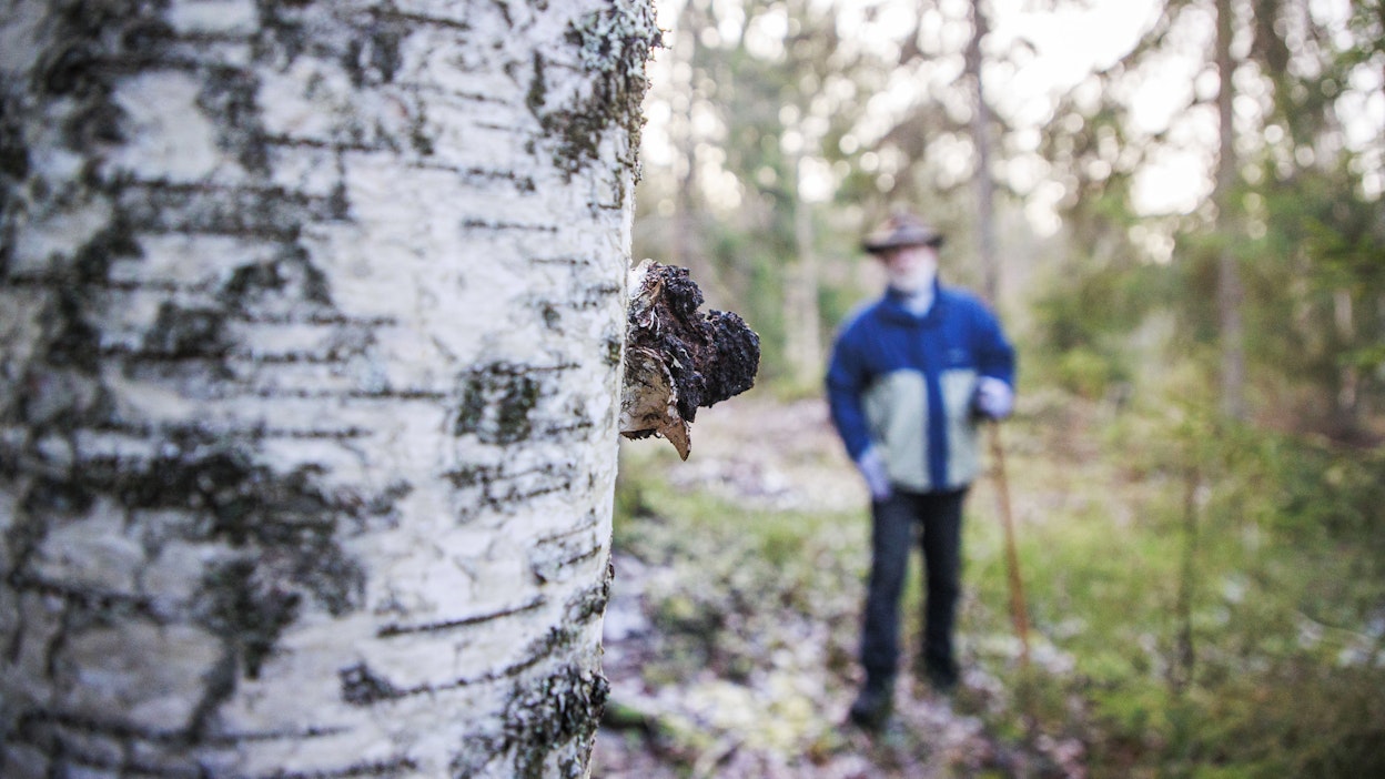 Hieskoivuilla oli aiemmin arvoa vain monimuotoisuuden kannalta, mutta jatkossa niillä voi ansaita myös rahaa.