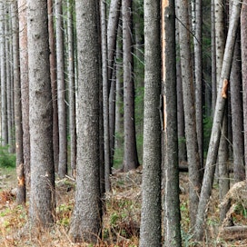 Metsien tiukan suojelun kasvu vähentäisi puuntuotantoa EU:ssa.