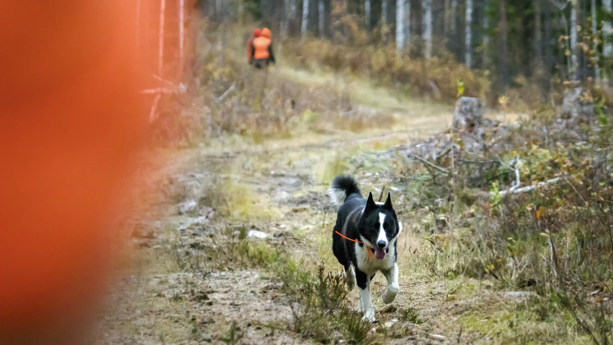 Metsästyskoiran valinta riippuu siitä, mitä ja miten metsästystä on tarkoitus harrastaa.