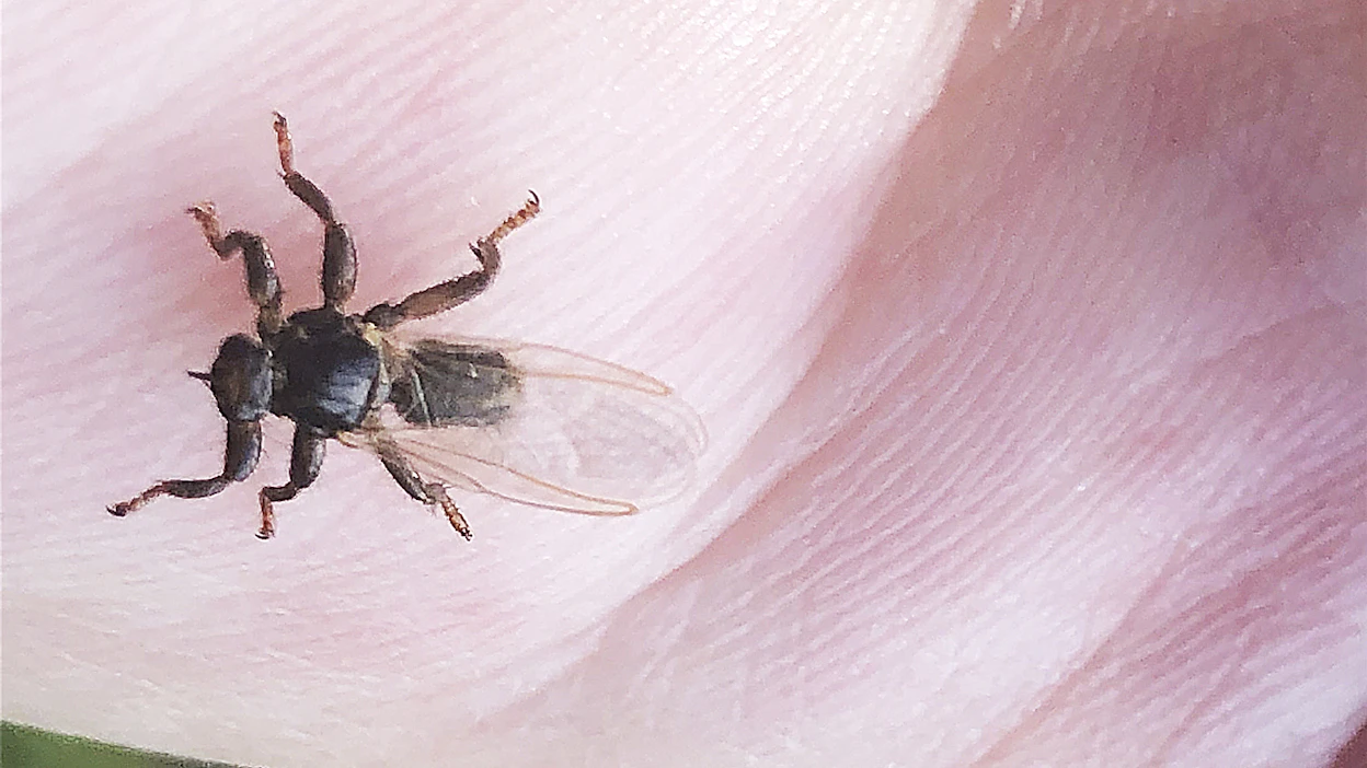 Osaa ihmisistä hirvikärpäsen puremat eivät hetkauta. Toiset saavat niistä kutiavia näppylöitä, jotka voivat vaivata kuukausikaupalla.