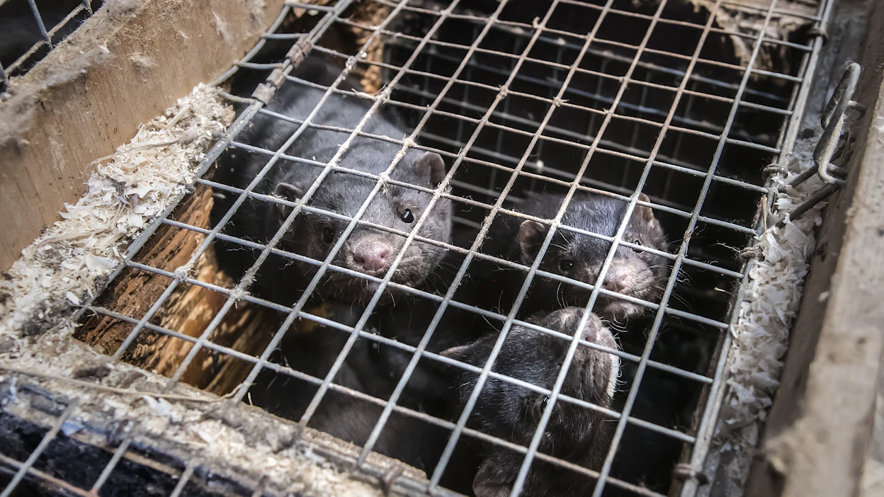 Etenkin minkkien pelätään toimivan sekoitusastiana, jossa lintuinfluenssa voi muuntua ihmiseen tarttuvaksi virukseksi. Kuvituskuva.