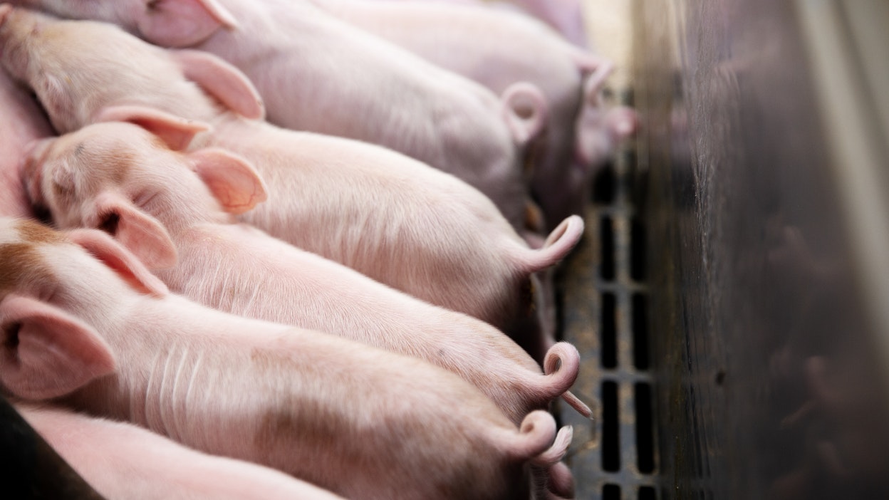 Afrikkalaista sikaruttoa ei toistaiseksi ole todettu Suomessa.