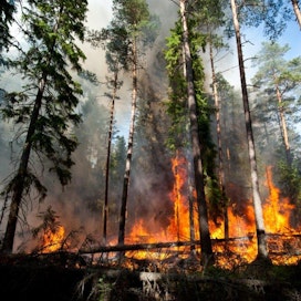 Metsää kulotettiin Espoossa muutama vuosi sitten. Kulotusta ja metsäpaloja kuvaa toistasataa erilaista sanaa ja termiä.