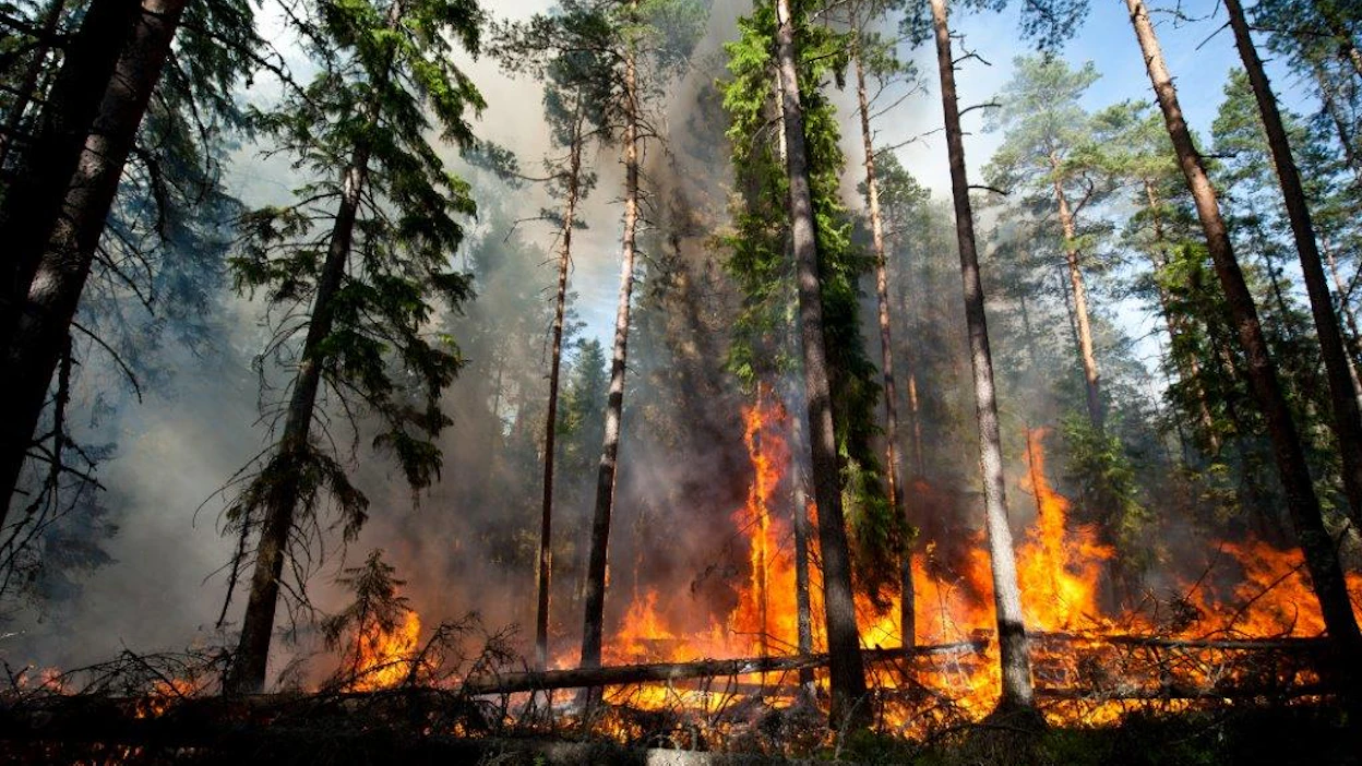 Metsää kulotettiin Espoossa muutama vuosi sitten. Kulotusta ja metsäpaloja kuvaa toistasataa erilaista sanaa ja termiä.