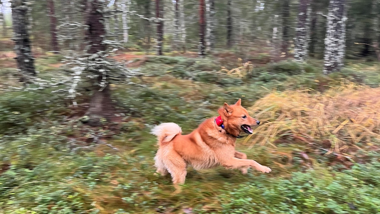 Pyyti eteni maastossa vauhdikkaasti.