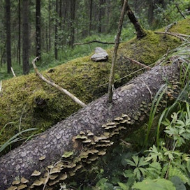 Monimuotoisuutta lisätään metsissä parhaiten lahopuun avulla.