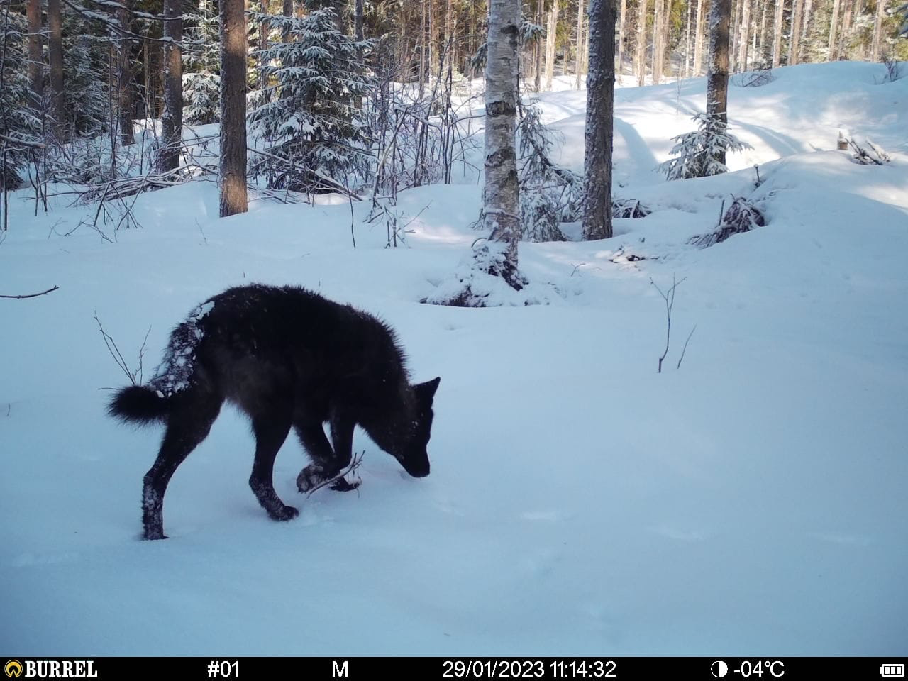 Tammikuussa 2023 riistakameran ottama kuva Ylämaan susilauman jäsenestä. 