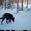 Tammikuussa 2023 riistakameran ottama kuva Ylämaan susilauman jäsenestä.