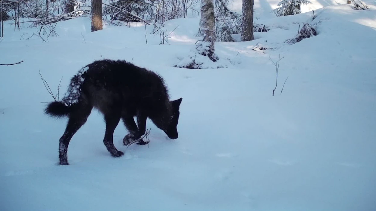 Epäilyt koirasudesta voivat herätä poikkeuksellisesta värityksestä tai käytöksestä.