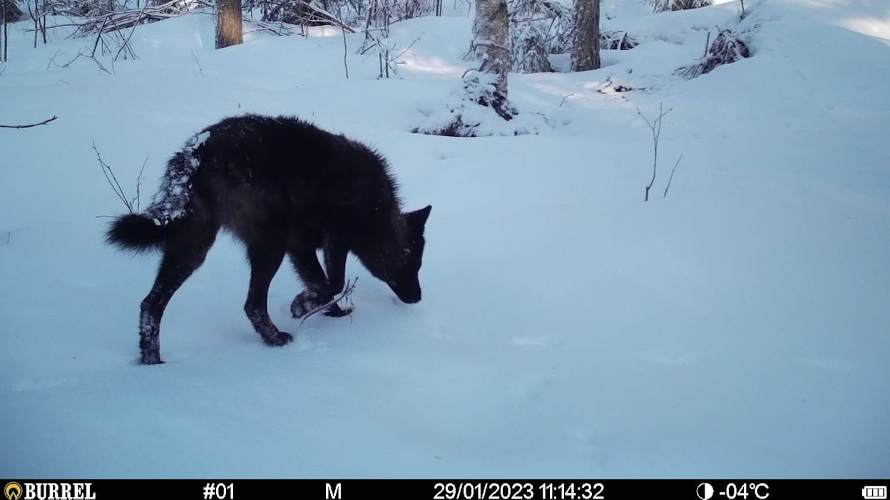 Kaikki mustat eläimet on toistaiseksi määritetty koirasusiksi.
