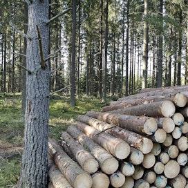 Metsänomistajien tulee huolehtia, että syyskuun alun ja toukokuun lopun välisenä aikana hakattu havupuutavara kuljetetaan pois metsistä metsätuholain määräaikoihin mennessä. 