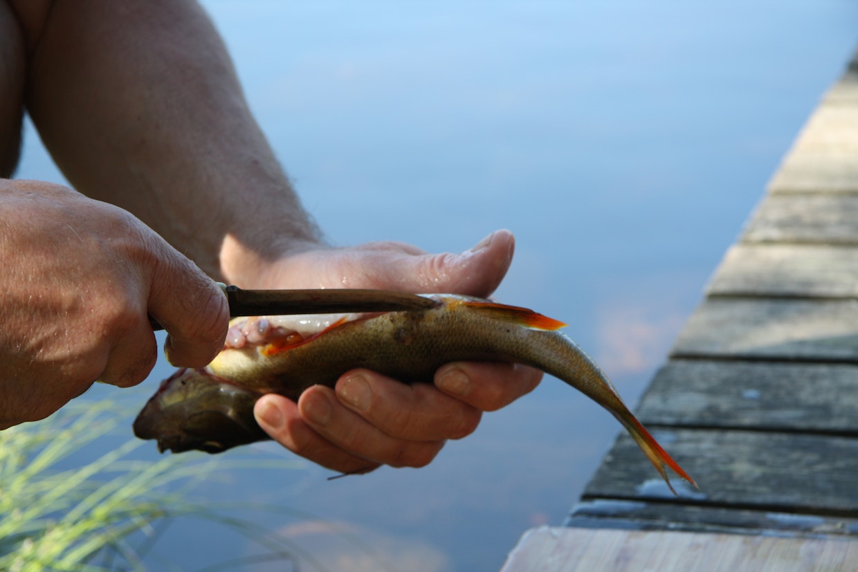 Suomen syödyin luonnonkala on ahven.