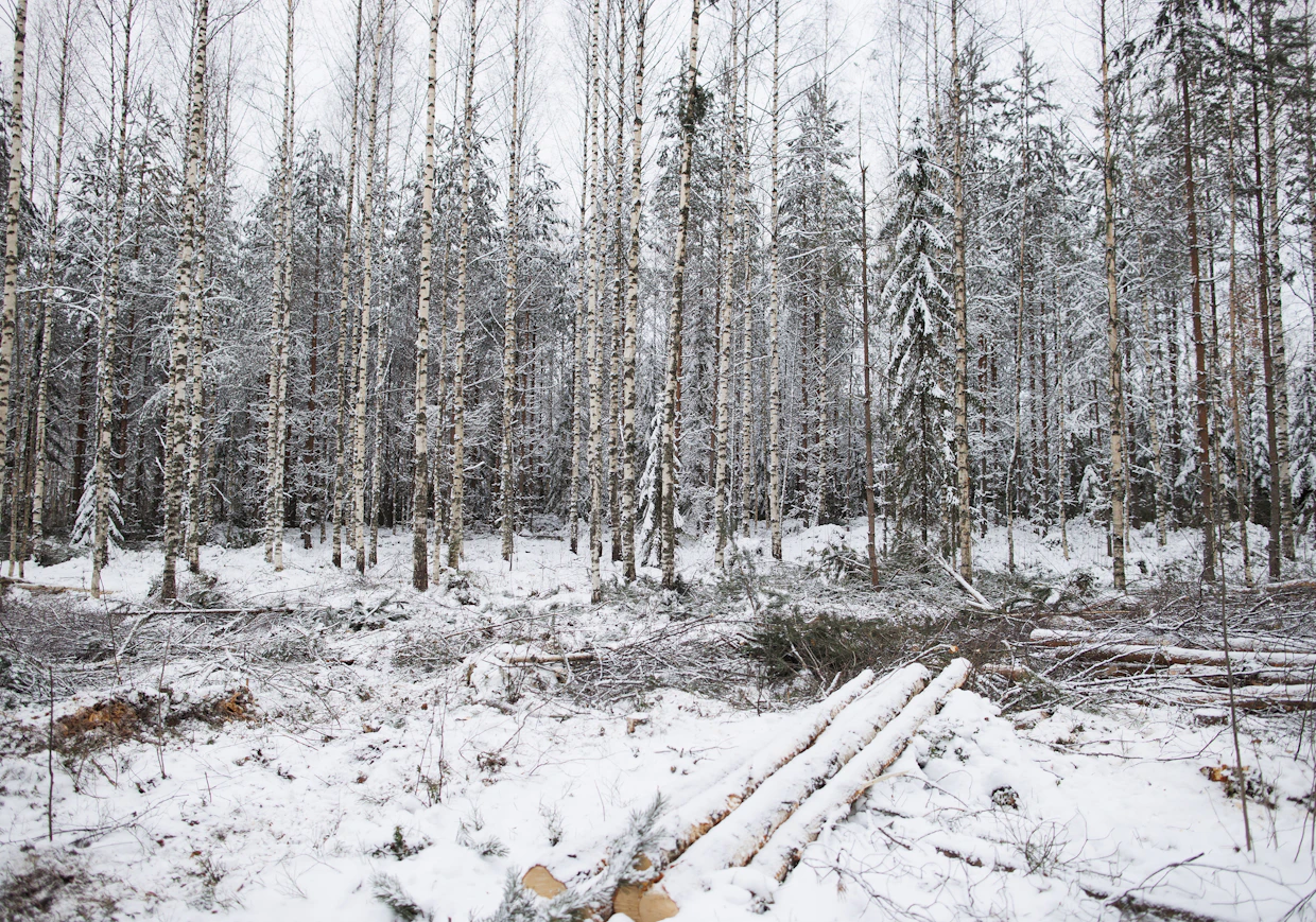 Merkittävä osa vanerikoivusta saadaan havupuumetsien hakkuiden yhteydessä. Hakkuiden hiljeneminen laskee myös koivun saatavuutta, vaikka sille olisi kysyntää.