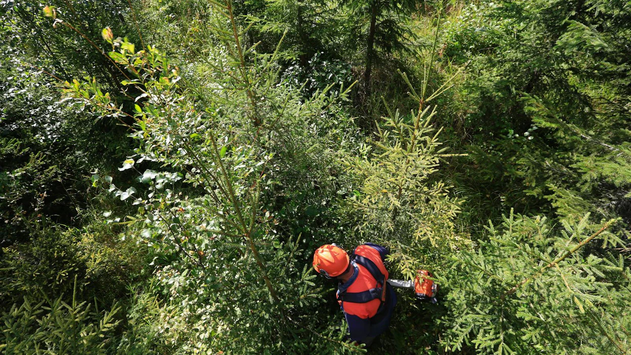 Taimikon varhaishoidon ja nuoren metsän hoidon maksut hoituvat nopeammin, jos ilmoitus jätetään sähköisesti.