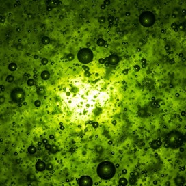 Veden väri muistutti astianpesuainetta kirkkaan vihreällä sävyllään.