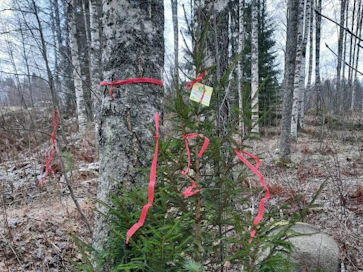 Joulukuusikätköilyyn kuuluvat palkintopuut on merkitty punaisella metsänhoitoyhdistyksen kuitunauhalla.