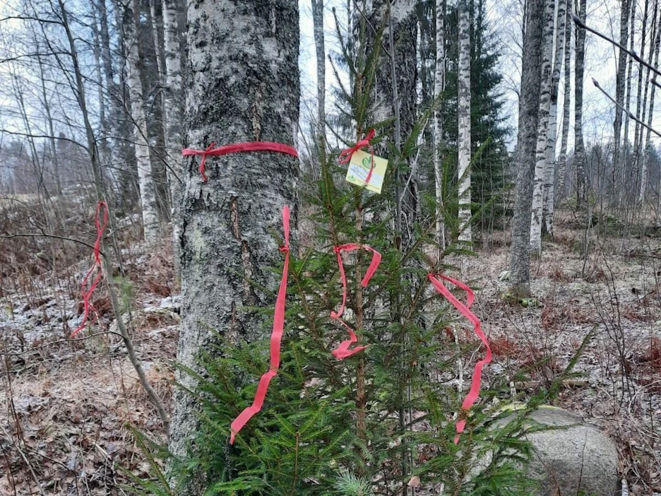 Joulukuusikätköilyyn kuuluvat palkintopuut on merkitty punaisella metsänhoitoyhdistyksen kuitunauhalla.