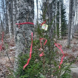 Joulukuusikätköilyyn kuuluvat palkintopuut on merkitty punaisella metsänhoitoyhdistyksen kuitunauhalla.