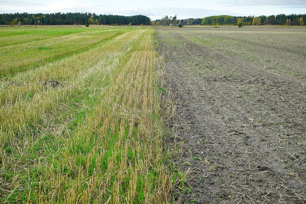 Valitettavasti kuvan tilanne on vielä arkipäivää, koska säädökset eivät ole ajan tasalla. Tukevaa rukiin alla kasvanutta kerääjäkasviseosta ei saa lannoittaa 14.9. jälkeen, ellei kyseessä ole nurmipelto tai ellei peltoa muokata, kuten oikealla on jouduttu tekemään. Orgaaninen lannoitus kasvavaan kerääjäkasvustoon olisi taatusti ympäristöystävällisempi tapa kuin paljaaksi jäävä muokkaus.