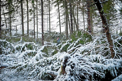 Ari Seppälä, motokuski Jukka Jantunen raivaamassa myrskyn kaatamia puita juuri harvennetusta metsästä. lumi kaatunut puu myrsky metsäkone