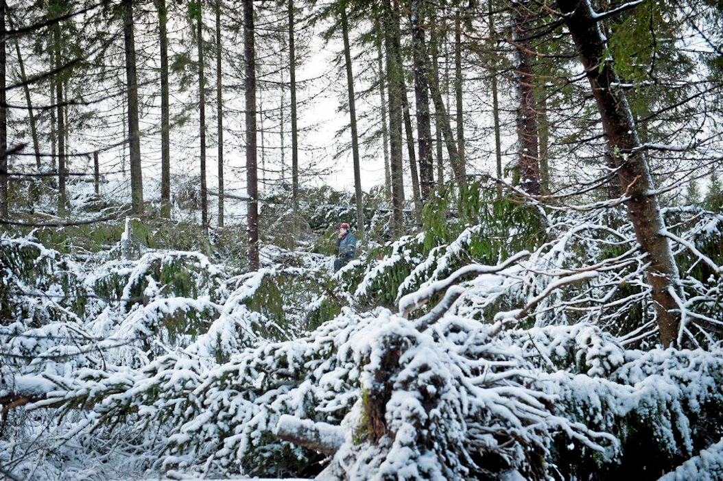 Ari Seppälä, motokuski Jukka Jantunen raivaamassa myrskyn kaatamia puita juuri harvennetusta metsästä. lumi kaatunut puu myrsky metsäkone