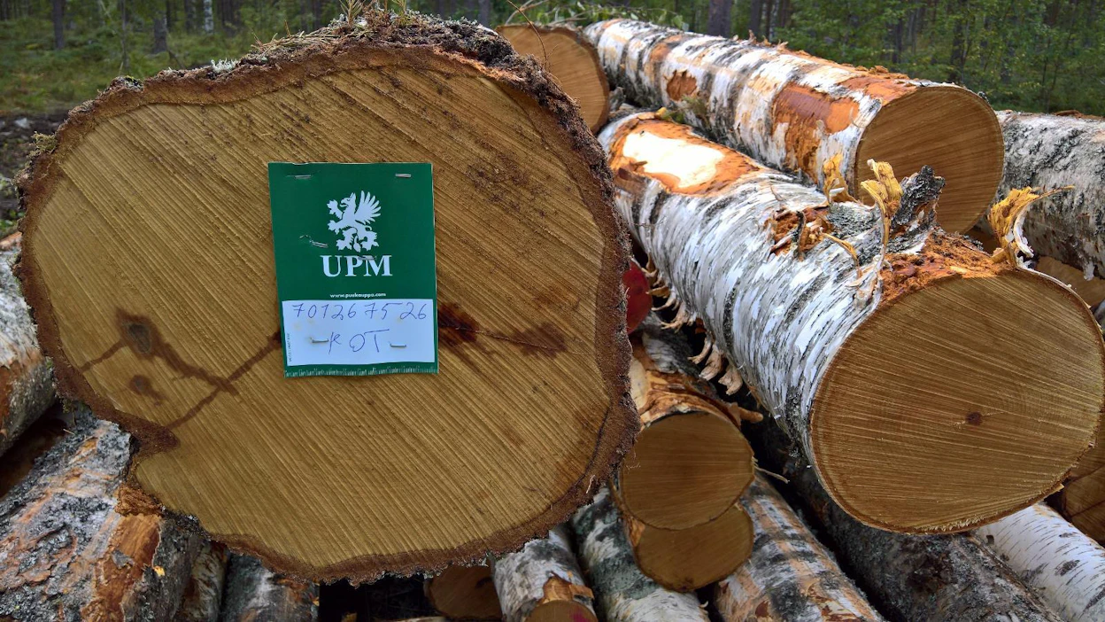 UPM arvioi edelleen, että puun reaalihinnat laskevat Suomessa pitkällä aikavälillä. Laskun arvioidaan olevan kuitenkin aiemmin ennustettua hitaampaa.