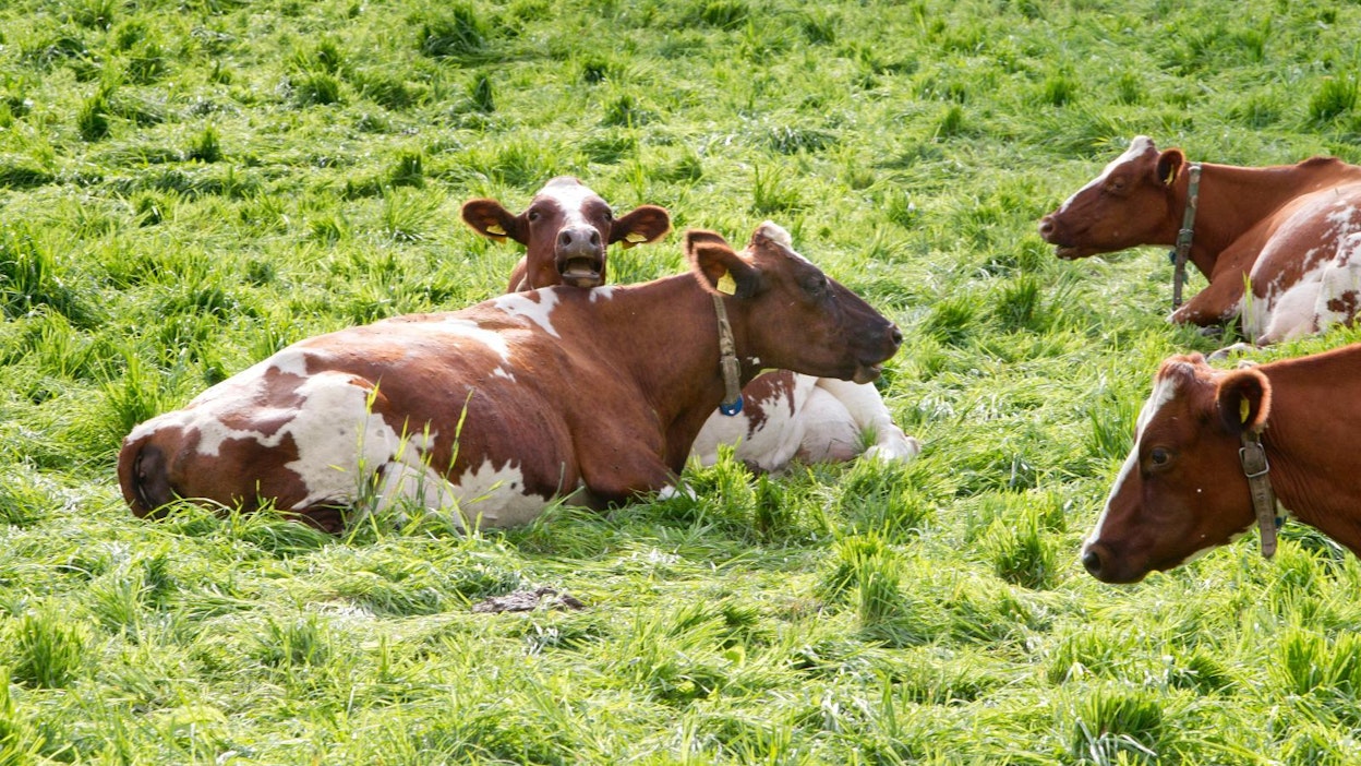 Kiuruvedellä sijaitsevan suuren lypsykarjatilan kohtalo oli pakko ratkaista nopeasti, etteivät eläimet joutuneet lopetettaviksi ongelmajätteenä. Kuvan lehmät eivät liity tapaukseen.