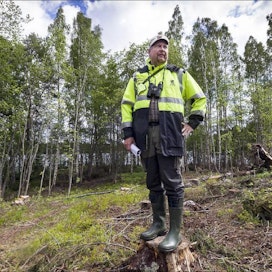 Valkoselkätikka hyötyy avohakkuista, kertoo ympäristöasiantuntija Juha-Matti Valonen. kari salonen