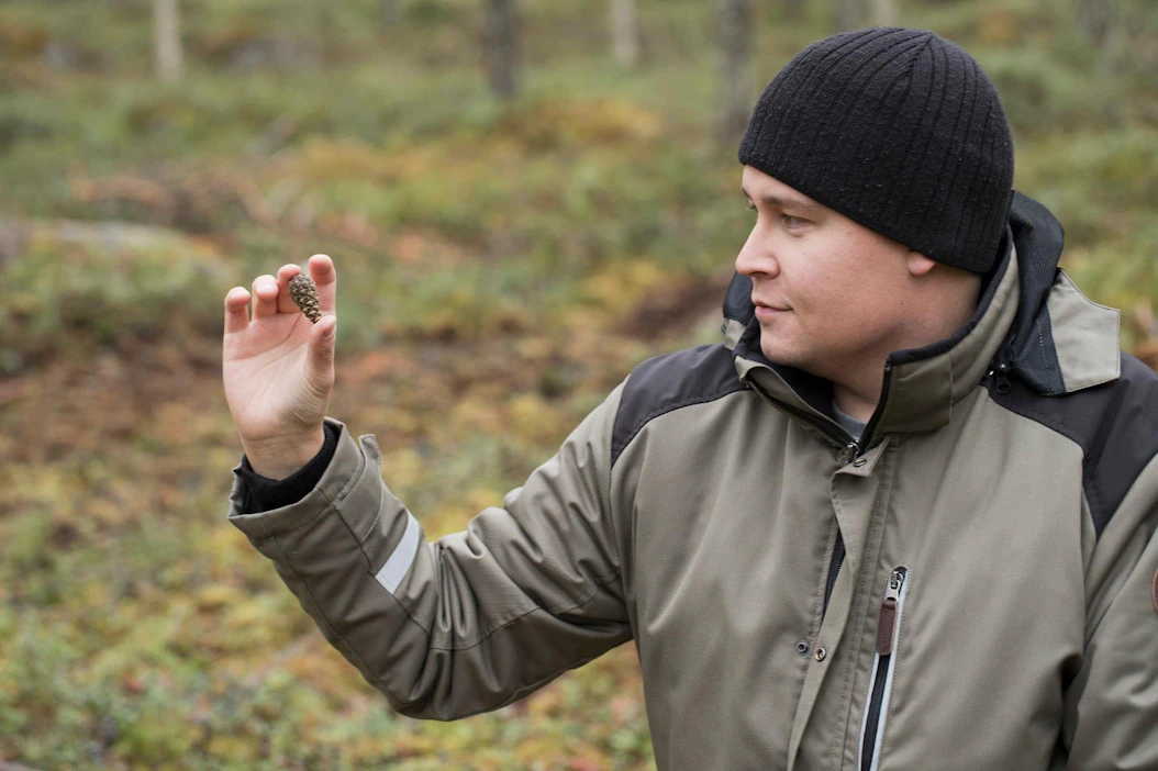Käpyjä on helppo kerätä hakkuun jälkeen hakkuutähteiden joukosta. Ylitornion metsänhoitoyhdistyksen toiminnanjohtaja Henri Ojanperä rohkaisee nuoria keräämään käpyjä. Siitä saa mukavasti taskurahaa.