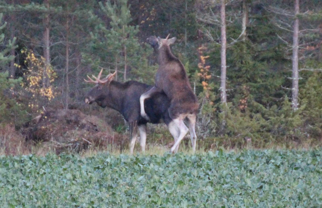Lokalahden hirviä ei Puseniuksen mukaan kannata määritellä homoseksuaalisiksi, sillä ne luultavasti parittelevat normaalisti silloin, jos vain naaraita on tarjolla.