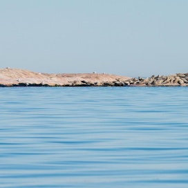 Harmaahylje eli halli on suurin Itämeren hylkeistä. Urokset voivat painaa lähes 300 kiloa ja olla yli kaksi  metriä pitkiä. Naaraat  painavat vajaat 200 kiloa  ja ovat kaksi metriä pitkiä.