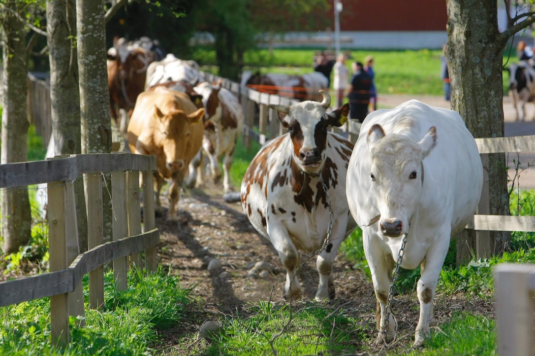 Vähemmän metaania tuottavilla lehmillä on usein maidossa vähemmän kovaa rasvaa.