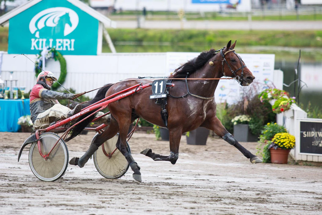 Tapio Perttusen valmentama ja ohjastama Unique Creation on yksi Metzien kilpahevosista.