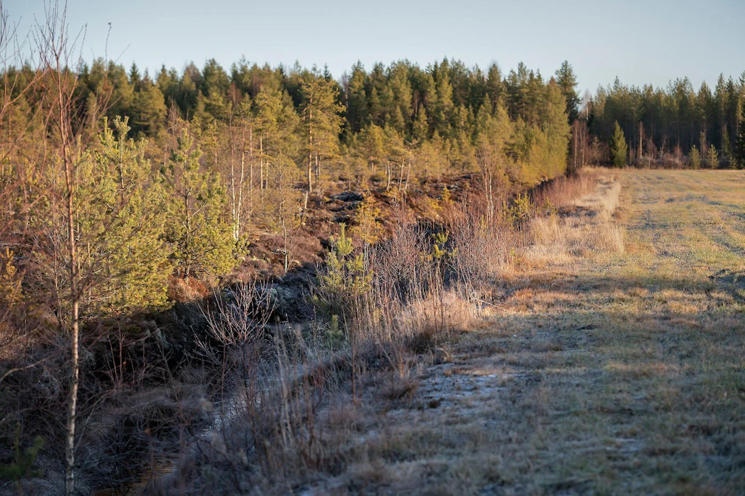 Kosteikkoviljelyssä pohjaveden pintaa nostetaan padotuksella tai säätösalaojituksella. Se sopii parhaiten pelloille, joiden ojitus on huonossa kunnossa ja tuottavuus heikko esimerkiksi märkyydestä johtuen. Arkistokuva.