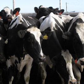 MTK pitää vapaakauppaa Etelä-Amerikan maiden kanssa epäreiluna. Kuvassa argentiinalaista karjaa.