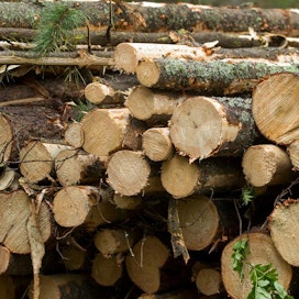Metsähallitus haluaa jatkaa käräjöintiä puukartelliasiassa.
