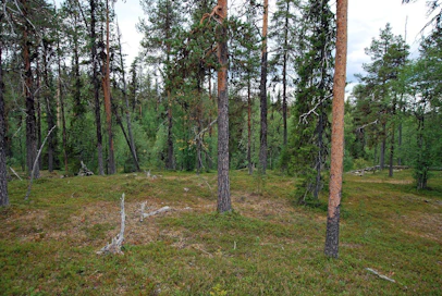 Tutkimuksen kaikkein tärkein löydös on, että nykyiset ilmastolaskelmat metsien kyvystä varastoida hiiltä ovat ylimitoitettuja, sillä laskelmissa käytetään vanhentuneita puun tiheyksiä.