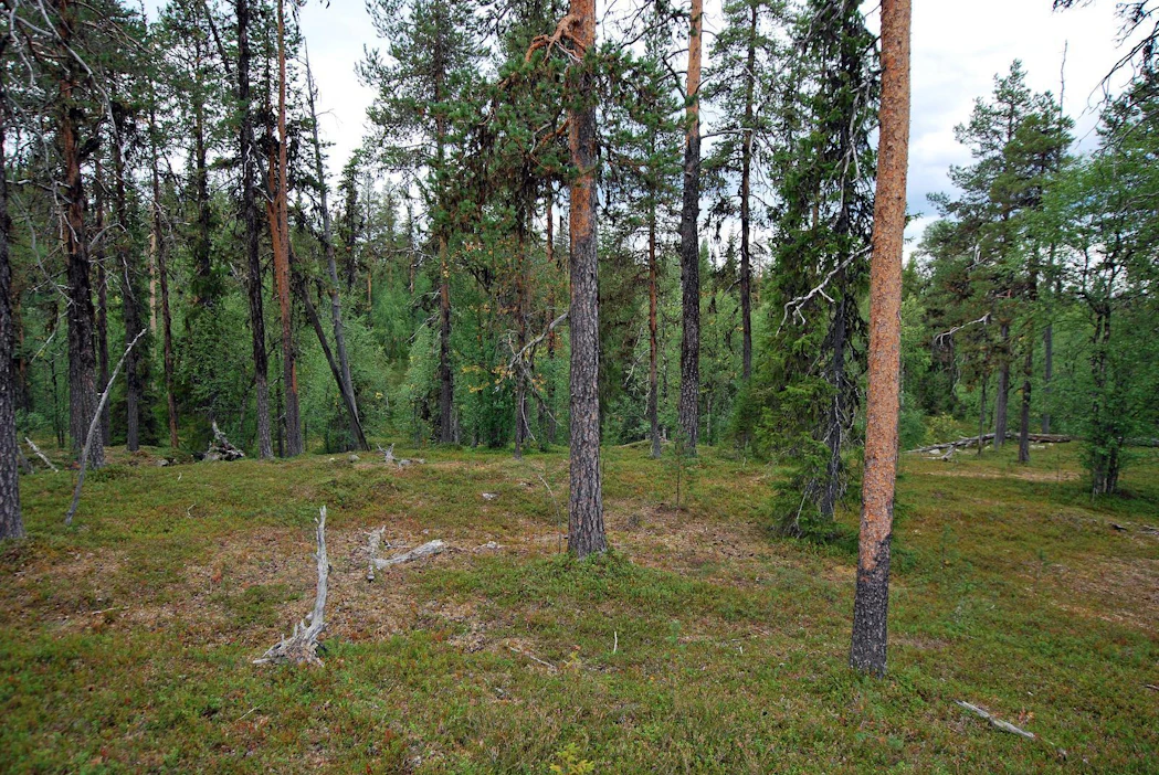Tutkimuksen kaikkein tärkein löydös on, että nykyiset ilmastolaskelmat metsien kyvystä varastoida hiiltä ovat ylimitoitettuja, sillä laskelmissa käytetään vanhentuneita puun tiheyksiä.