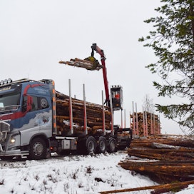 Ensi vuoden alussa käynnistyvälle Stora Enson kartonkikoneelle Ouluun saatiin tänään ensimmäinen puutoimitus. Puutavara-auto toi oululaisen metsänomistajan metsästä runsaat 50 kuutiometriä havupuuta, jota kuvassa kuormataan.