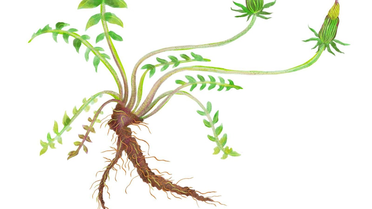 Voikukan juuret ovat syksyllä pitkiä, paksuja, meheviä ja ravinteikkaita.