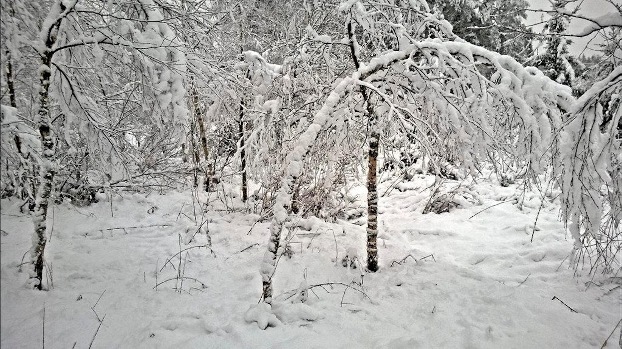 Tykky ja lumi vaivasivat viime talvena puustoa myös keskisessä Suomessa.