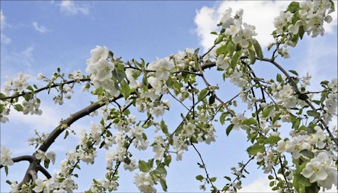 Hyvinkään oma omena Rautatienomenapuu (Malus domestica ‘Hyvingiensis’) on monelle tuttu etenkin ajoilta,jolloin pienetkin rautatieasemat olivat toiminnassa ja puistot hoidettuja.Kasvutavaltaan omaleimainen lajike on kehitetty Hyvinkäällä, silloisellaVR:n taimitarhalla, yli 130 vuotta sitten. Puuta on yhä saatavilla taimistoista,ja se menestyy Etelä-Suomessa. Tämä yksilö kasvaa Lahdessa. HELENA RAIKAS