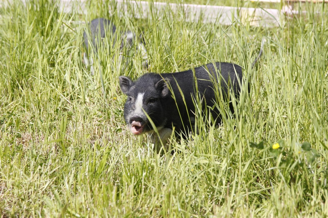 Kotieläinpihoilla voi usein tutustua possuihin.